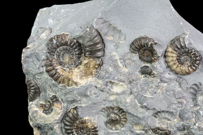 Ammonite (Promicroceras) Cluster - Somerset, England #86252